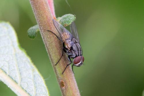 Musca autumnalis